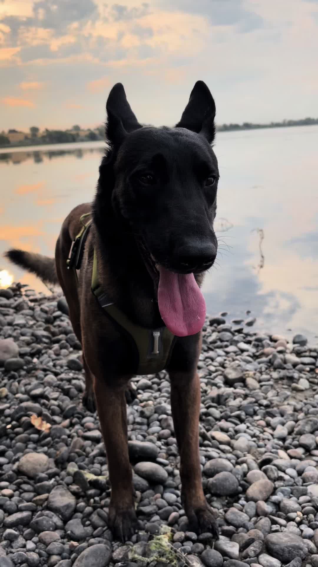 @bolo_belgianmalinois