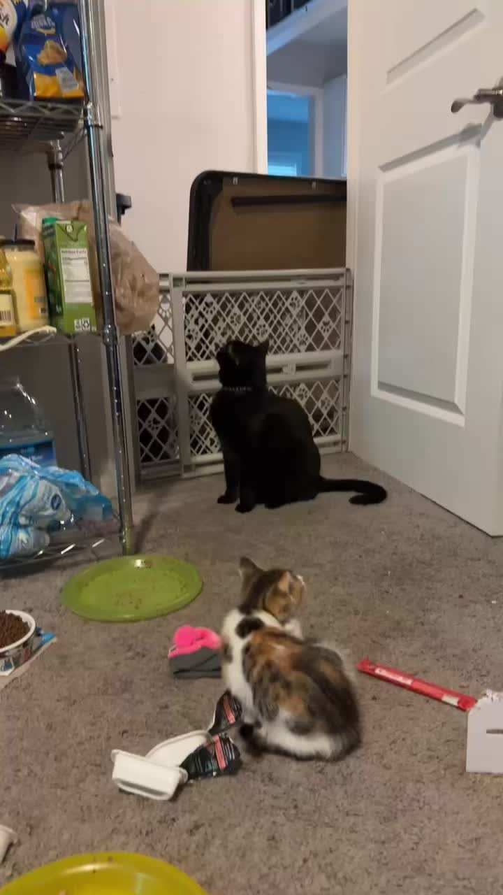 @Chaos and Cats