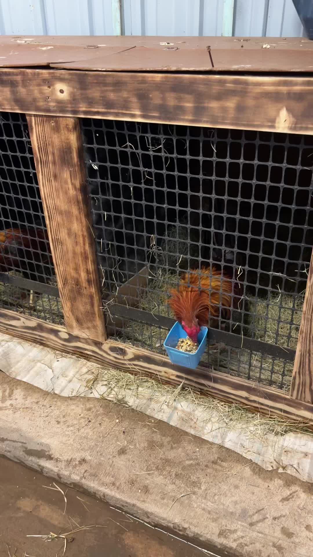 @TOTOKA GAMEFARM