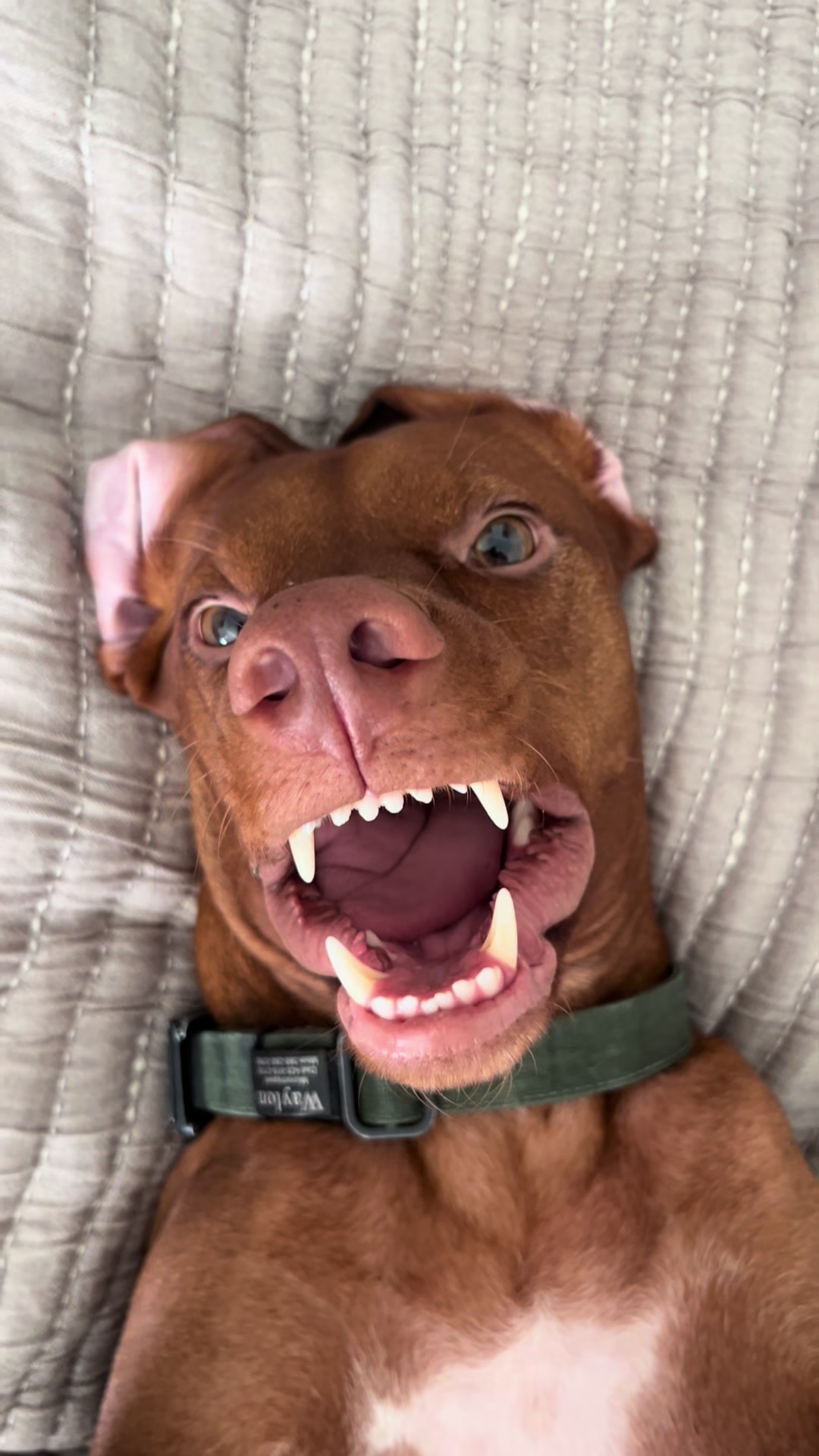 @waylonthevizsla