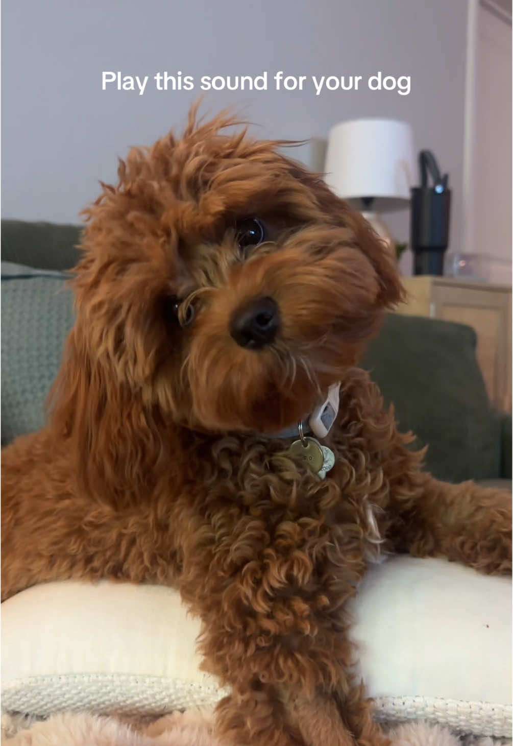 @Leo the Cavapoo