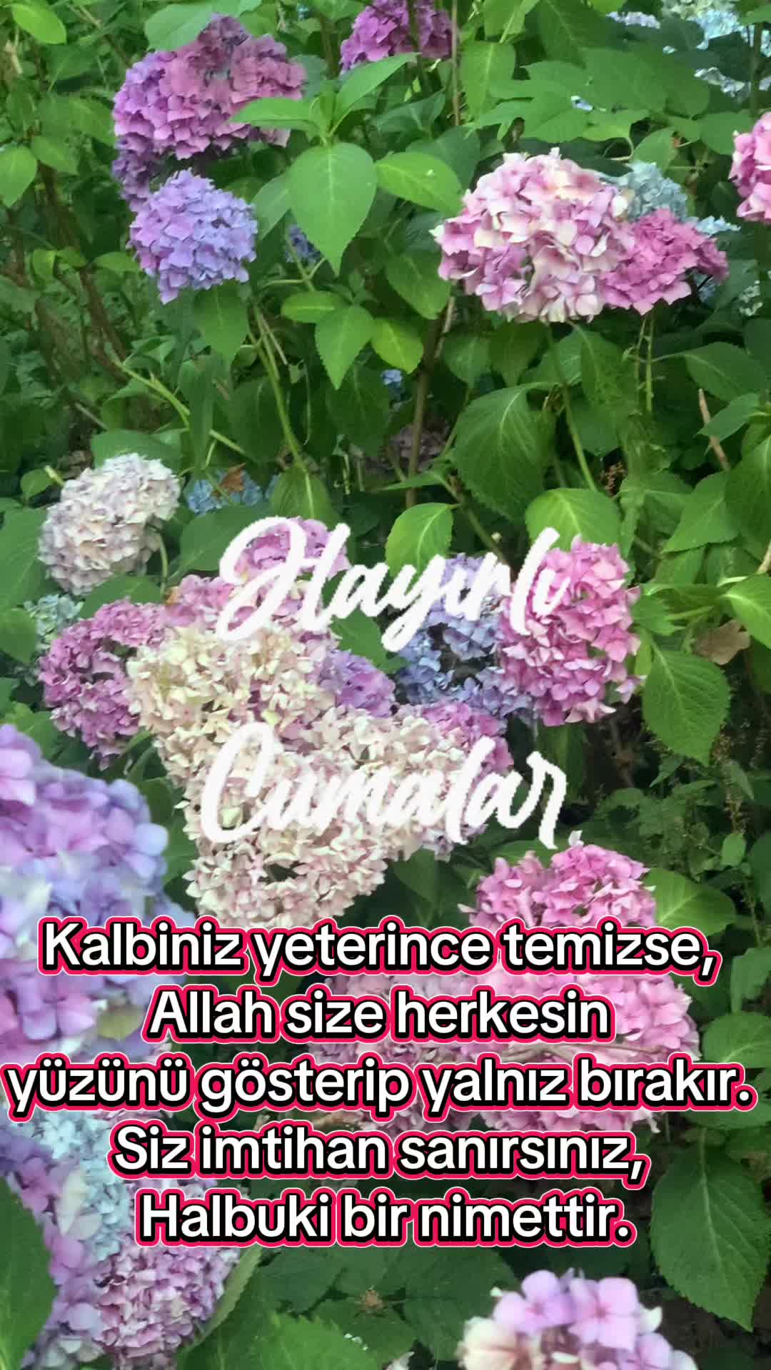 @Biricik Habby