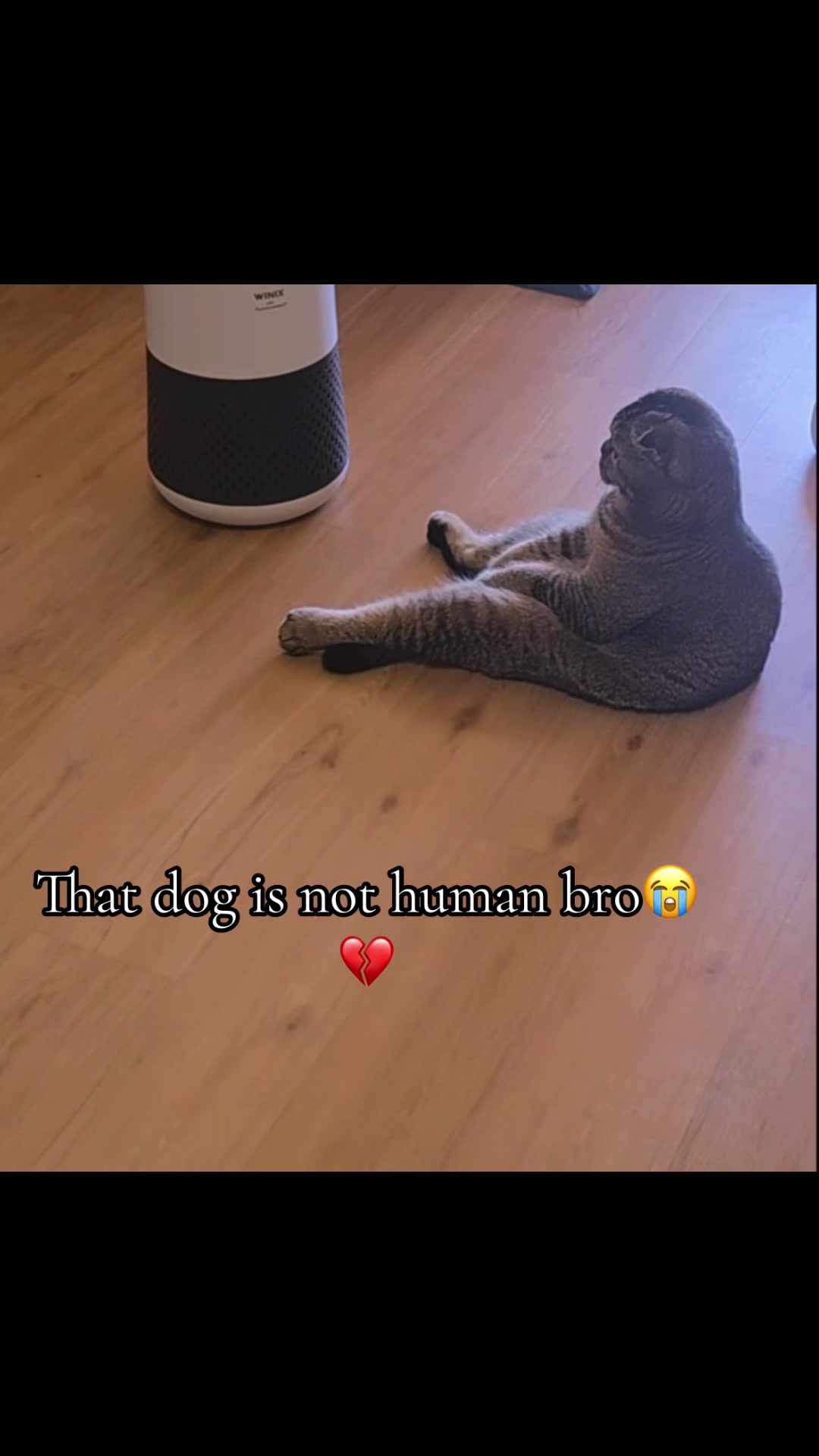@Gilpetperdon