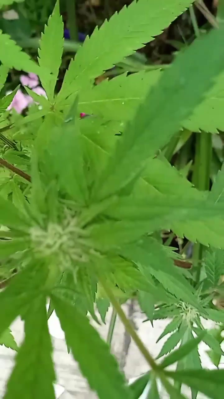 @tiktok.com/