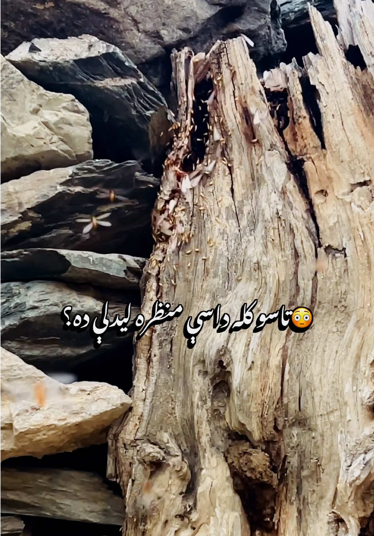 @Shinwari Graphy