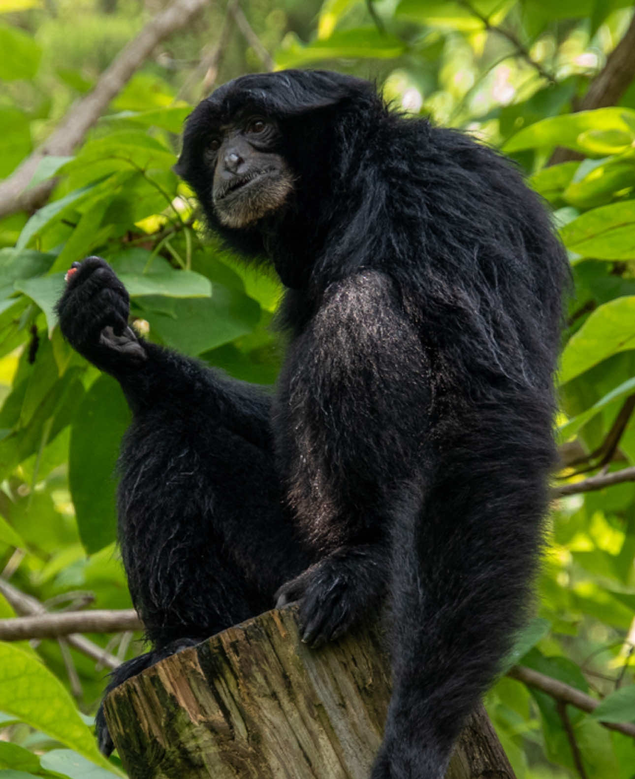 @memphiszoo