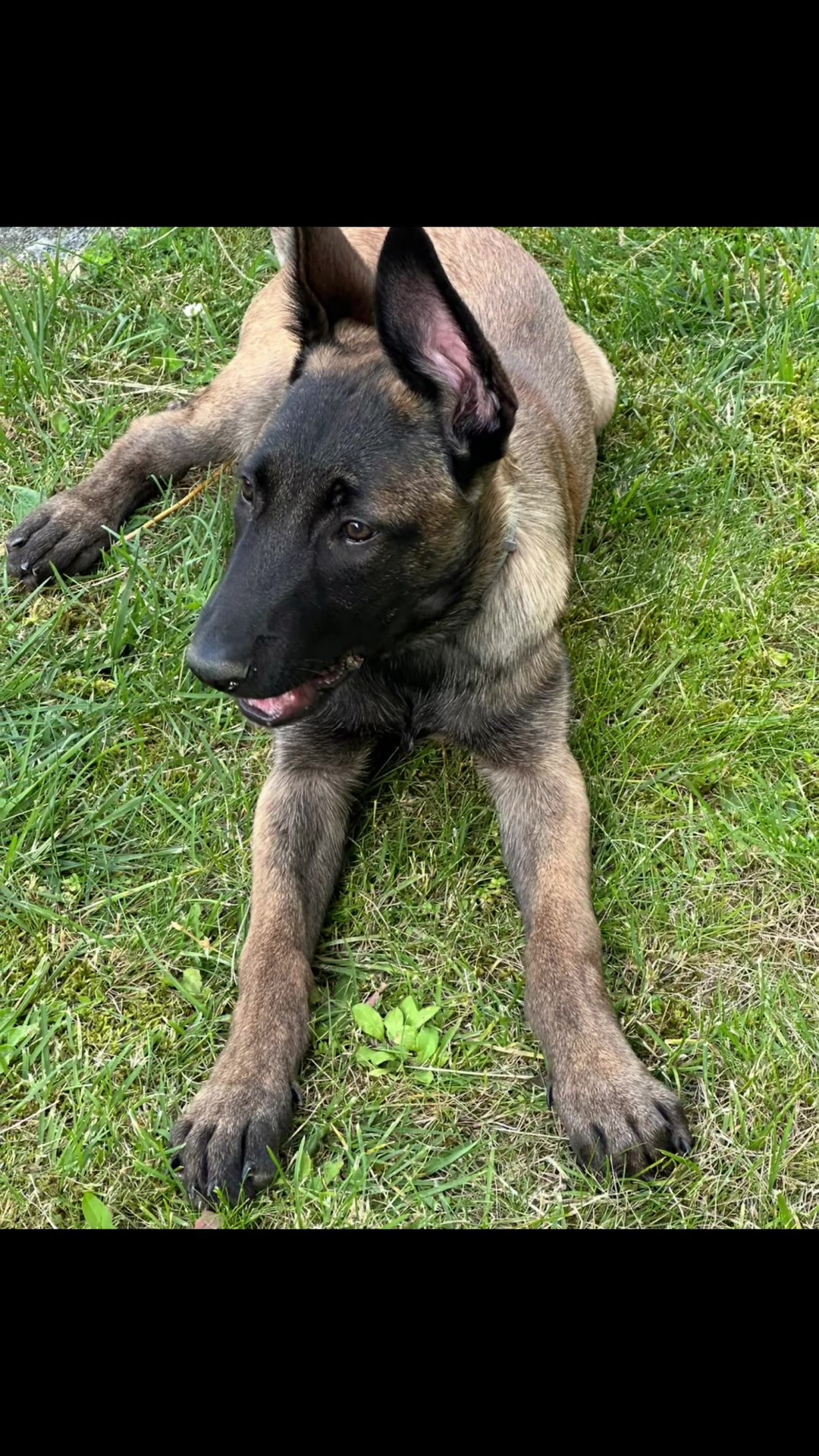 @ULLR&HEL Malinois