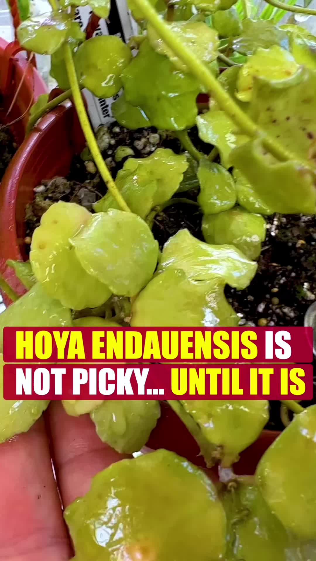 @FancyPlantsLA