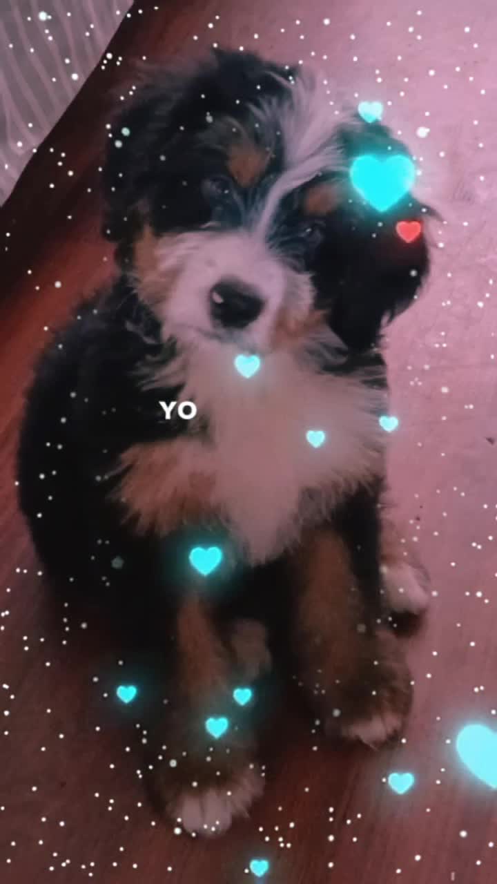 @chapischapis
