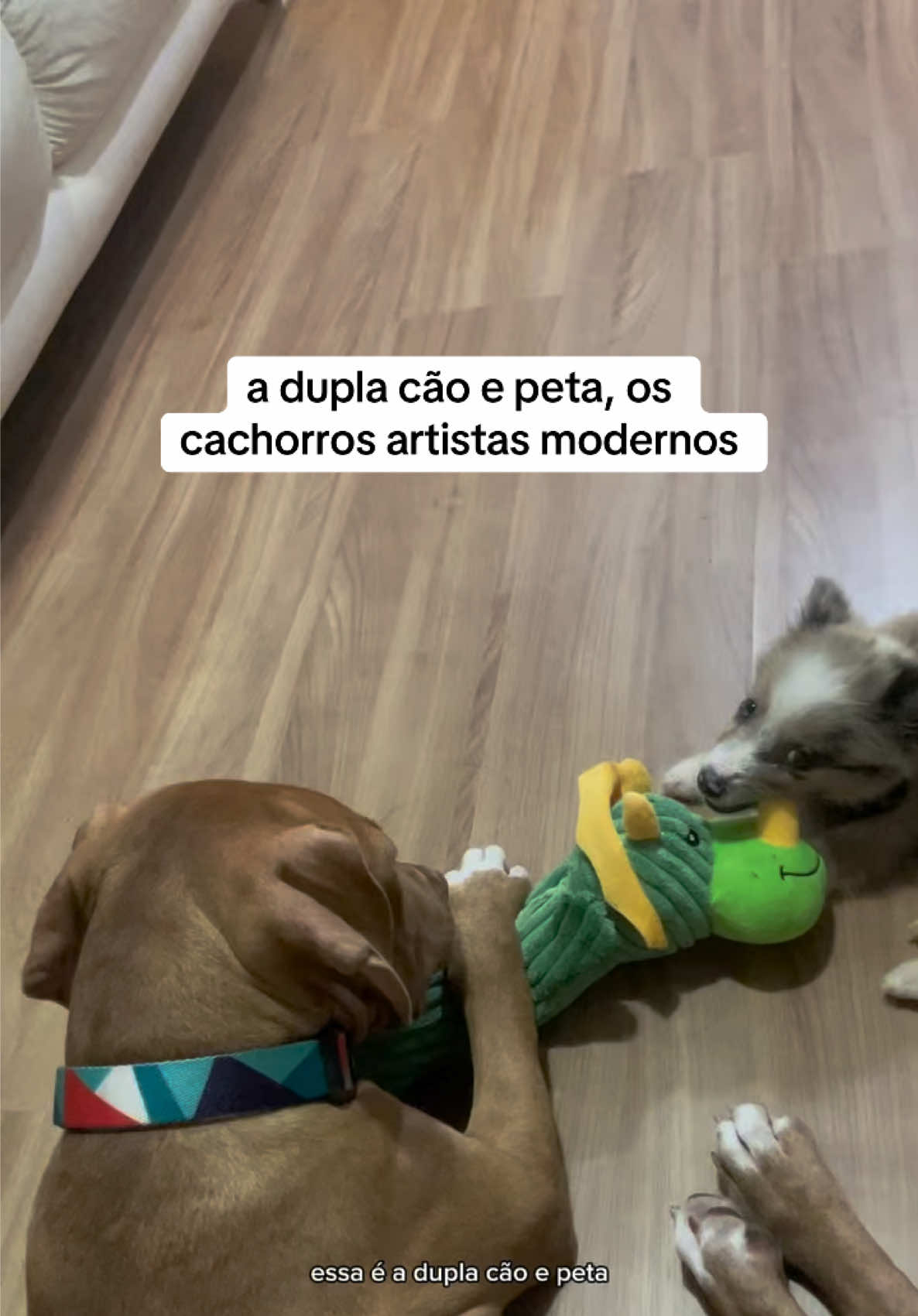 @2DOGSEMEIO