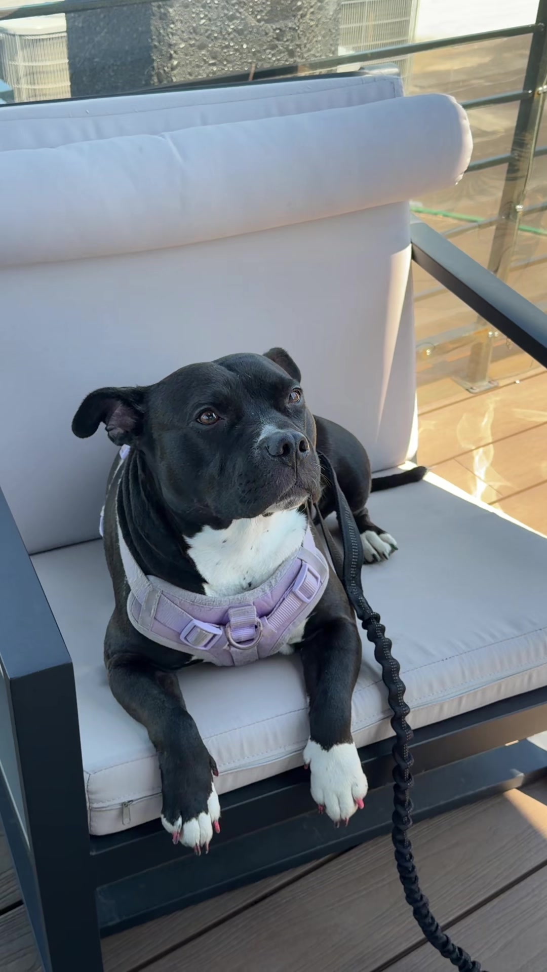 @Nyla.da.Staffy
