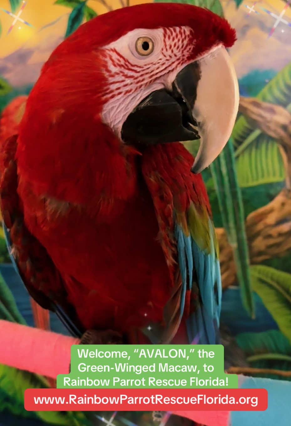 @RainbowParrotRescueFlorida