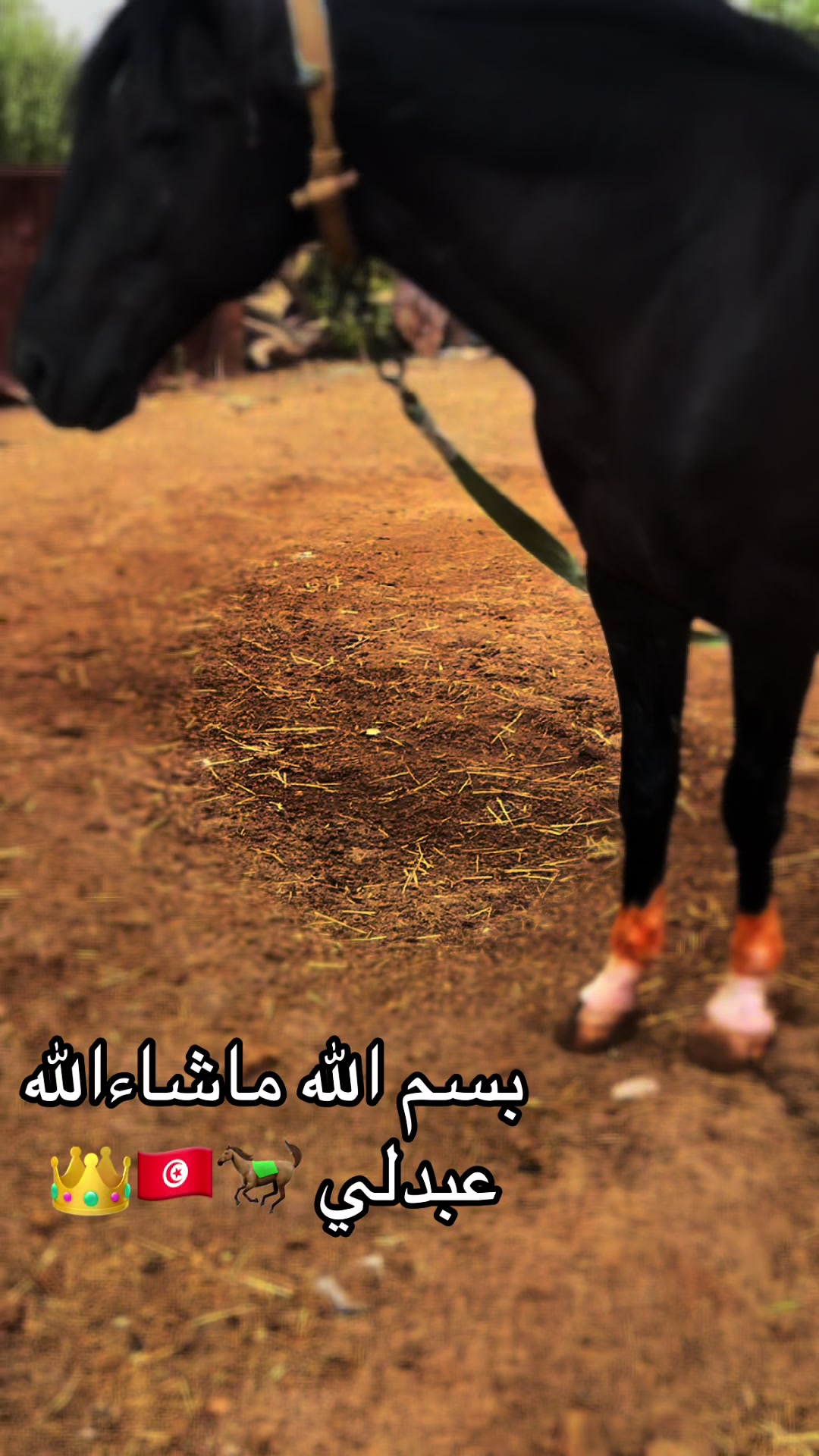 @jasser barhoumi راكب لدهم