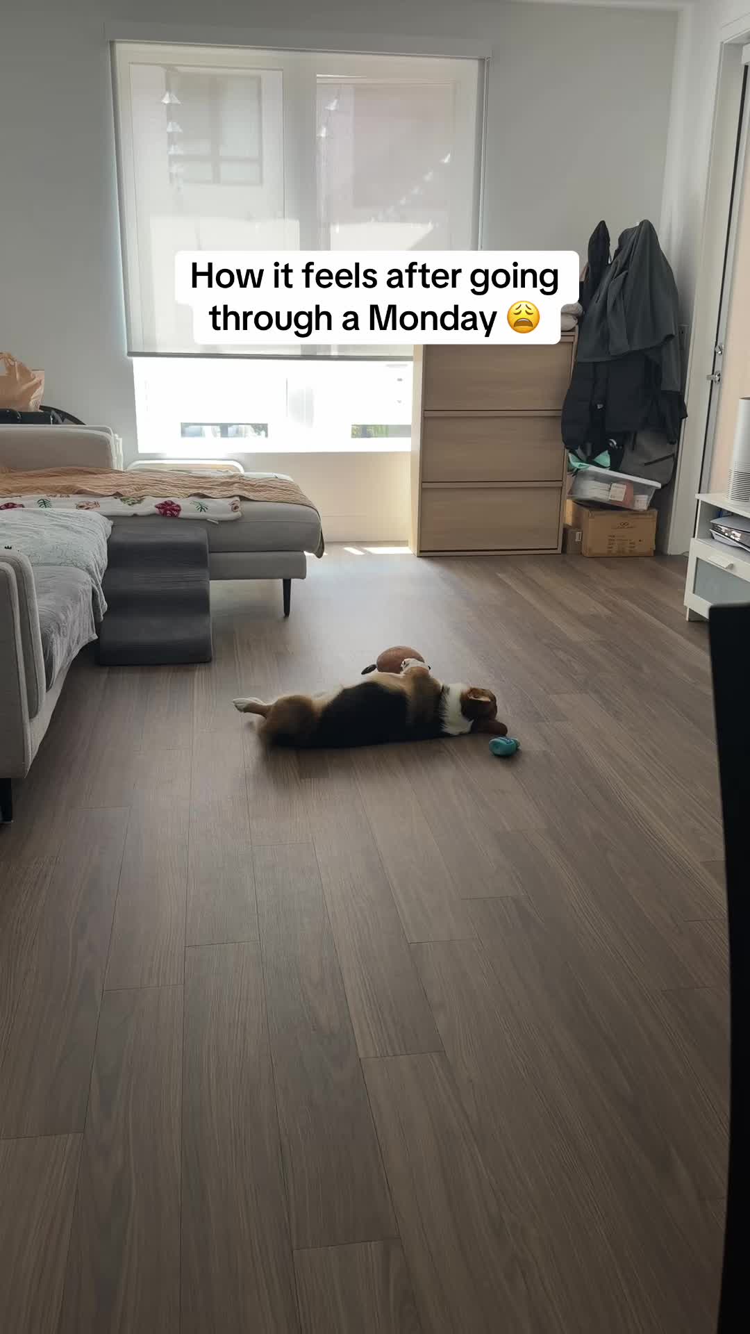 @hasbithecorgi