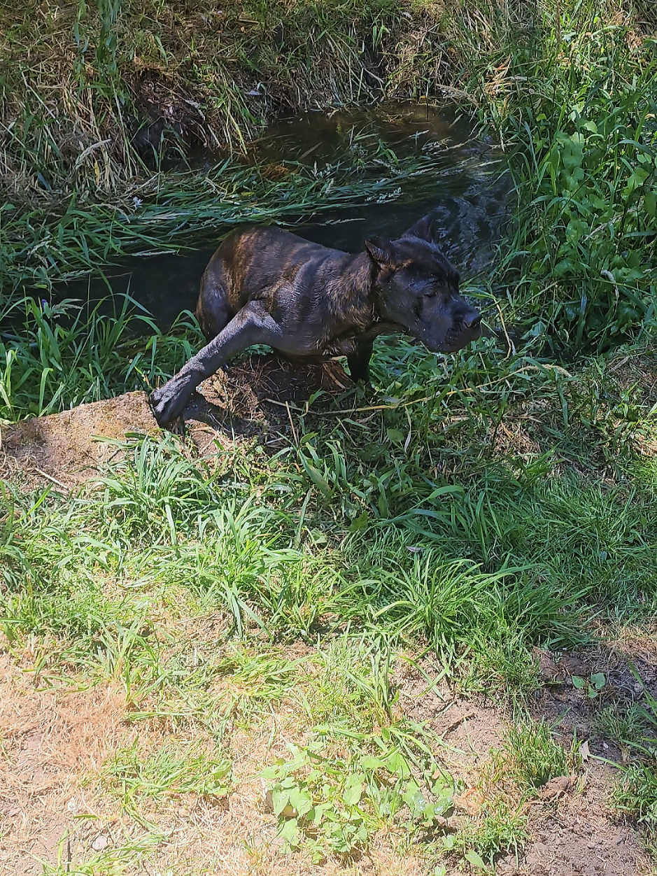 @SalmonCreekCaneCorso