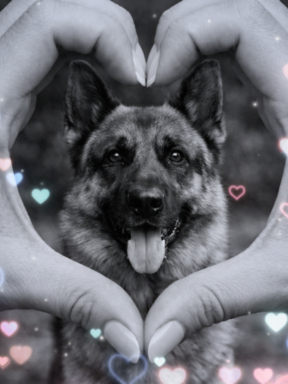@AleEisuoiPets