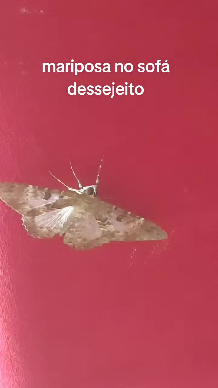 @Maria Jos&eacute; Batista d