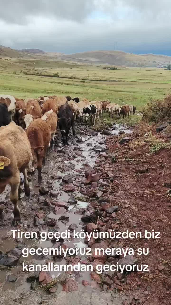 @Göksal Güneş