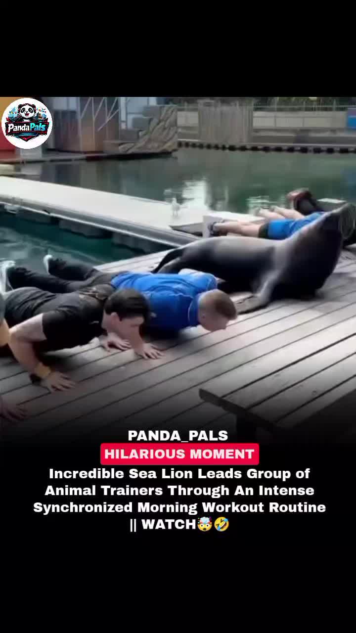 @PandaPals