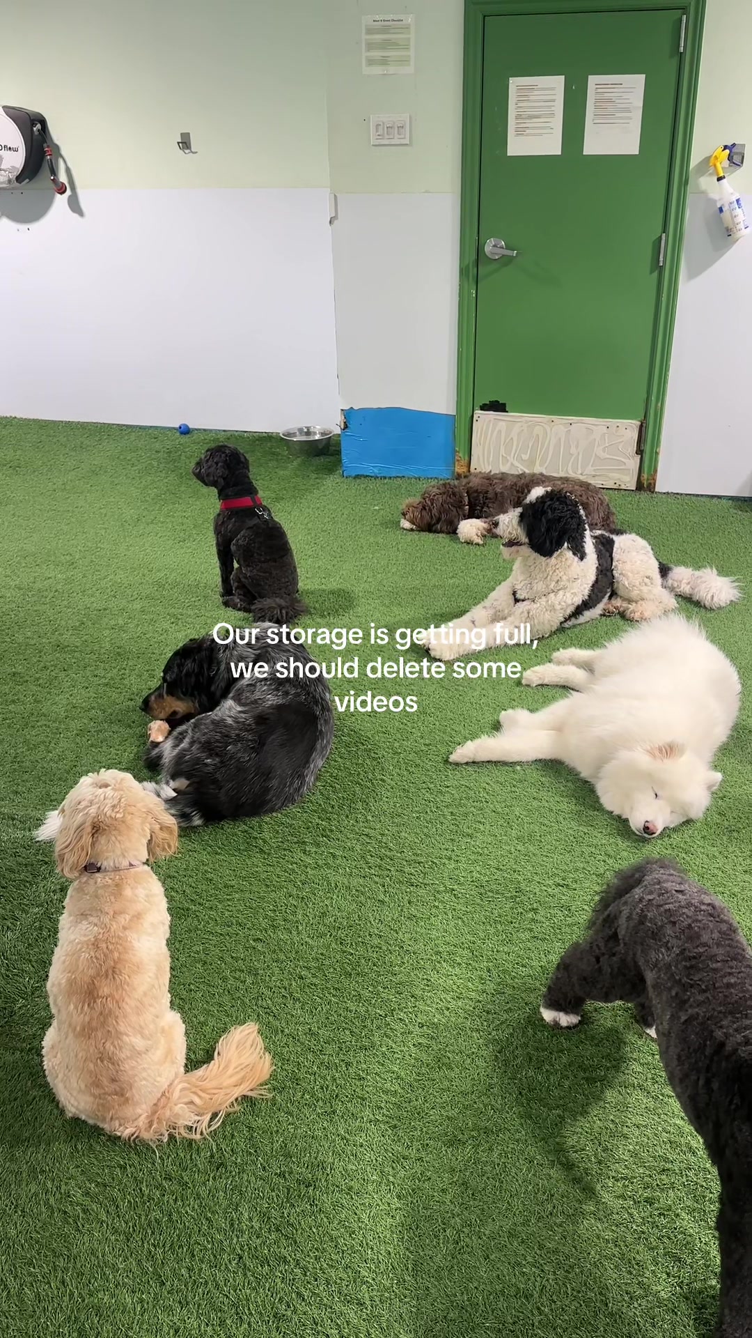 @Camp Canine