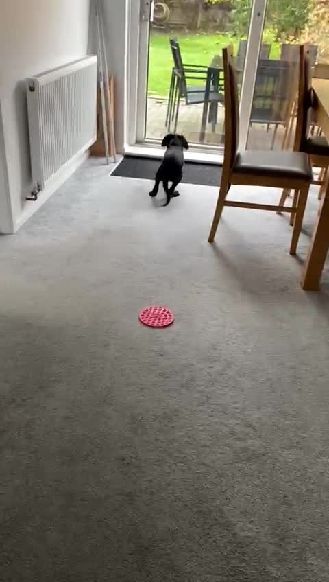 @Ruperttheblacklab