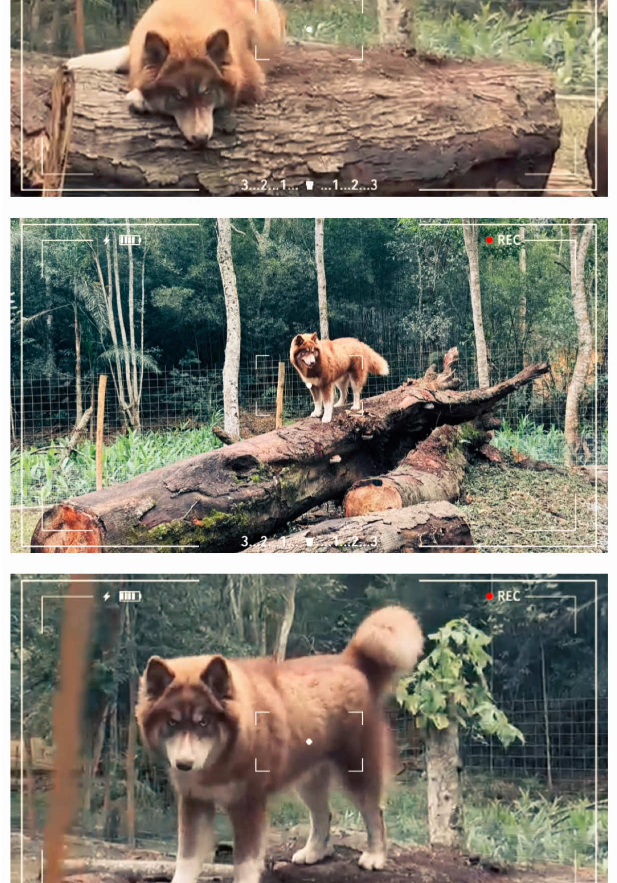 @Brazilian Pomsky