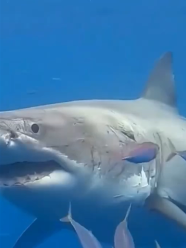 @Mundo dos Animais