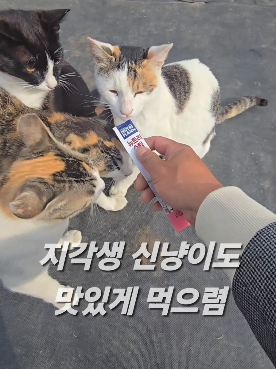 @유튜브 윤파머 납작복숭아
