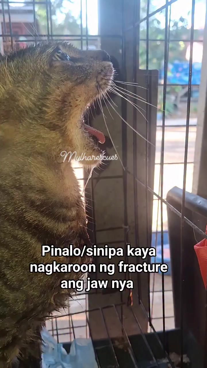 @mylharescues