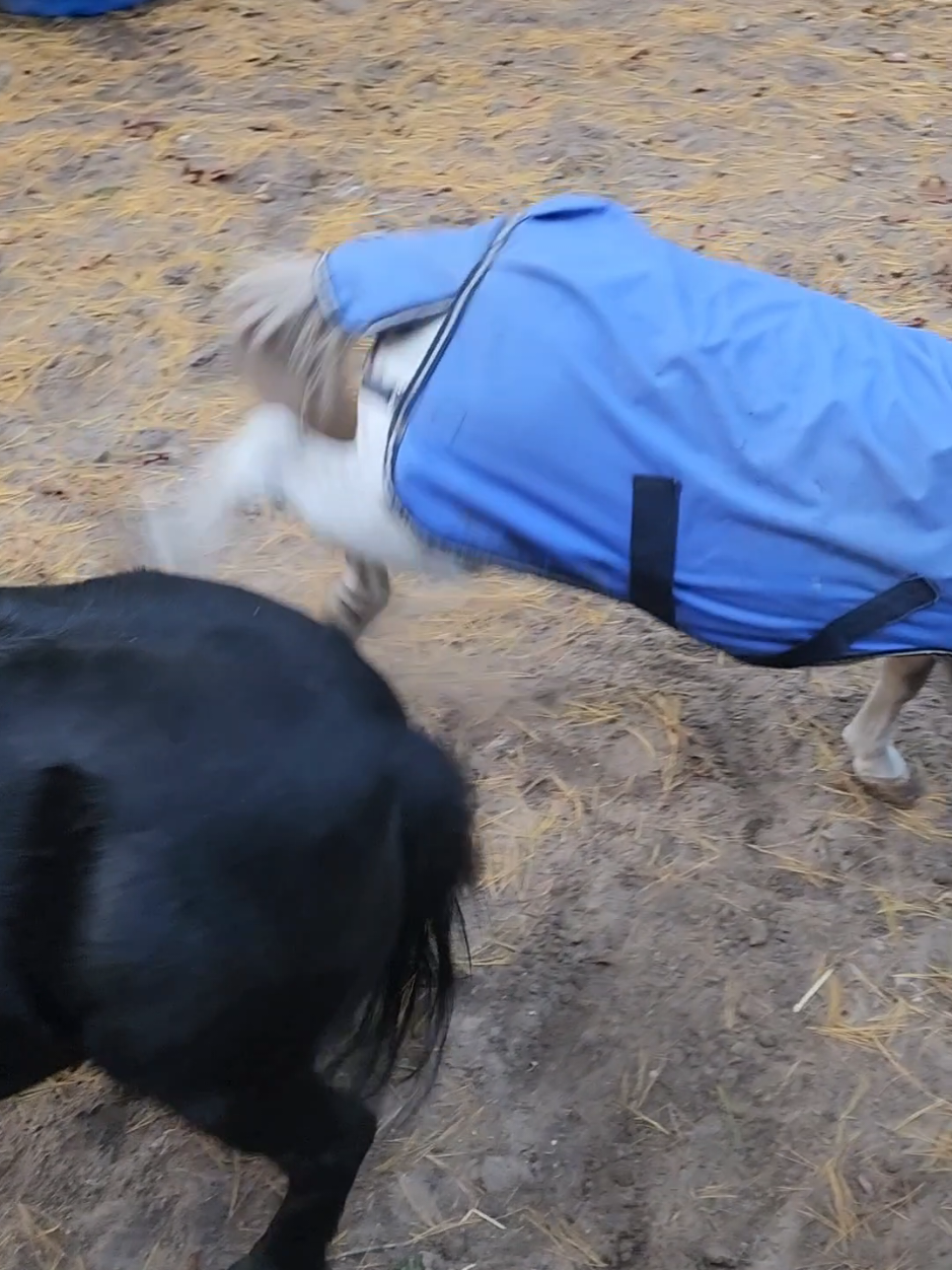 @minihorsemomandtrainer🐴🐴🐴🐴