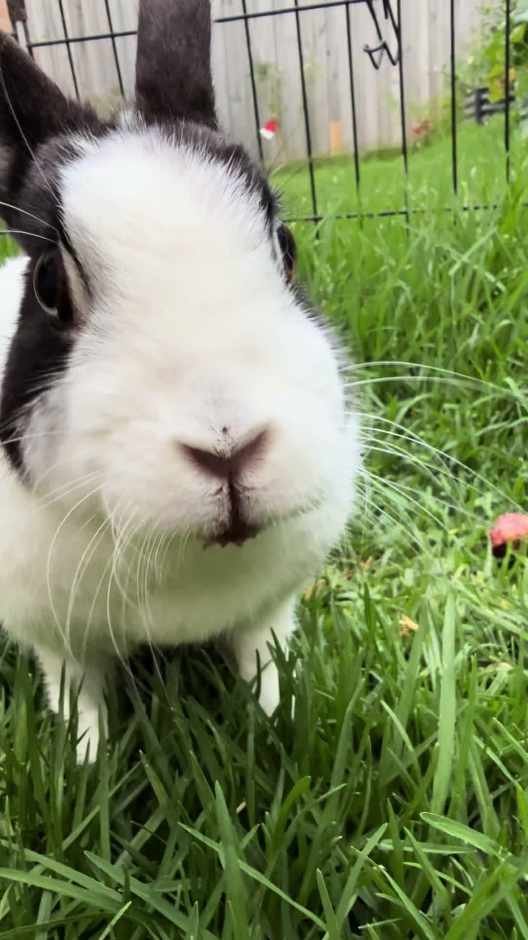 @Chocolate and Cheeto 🐶🐰