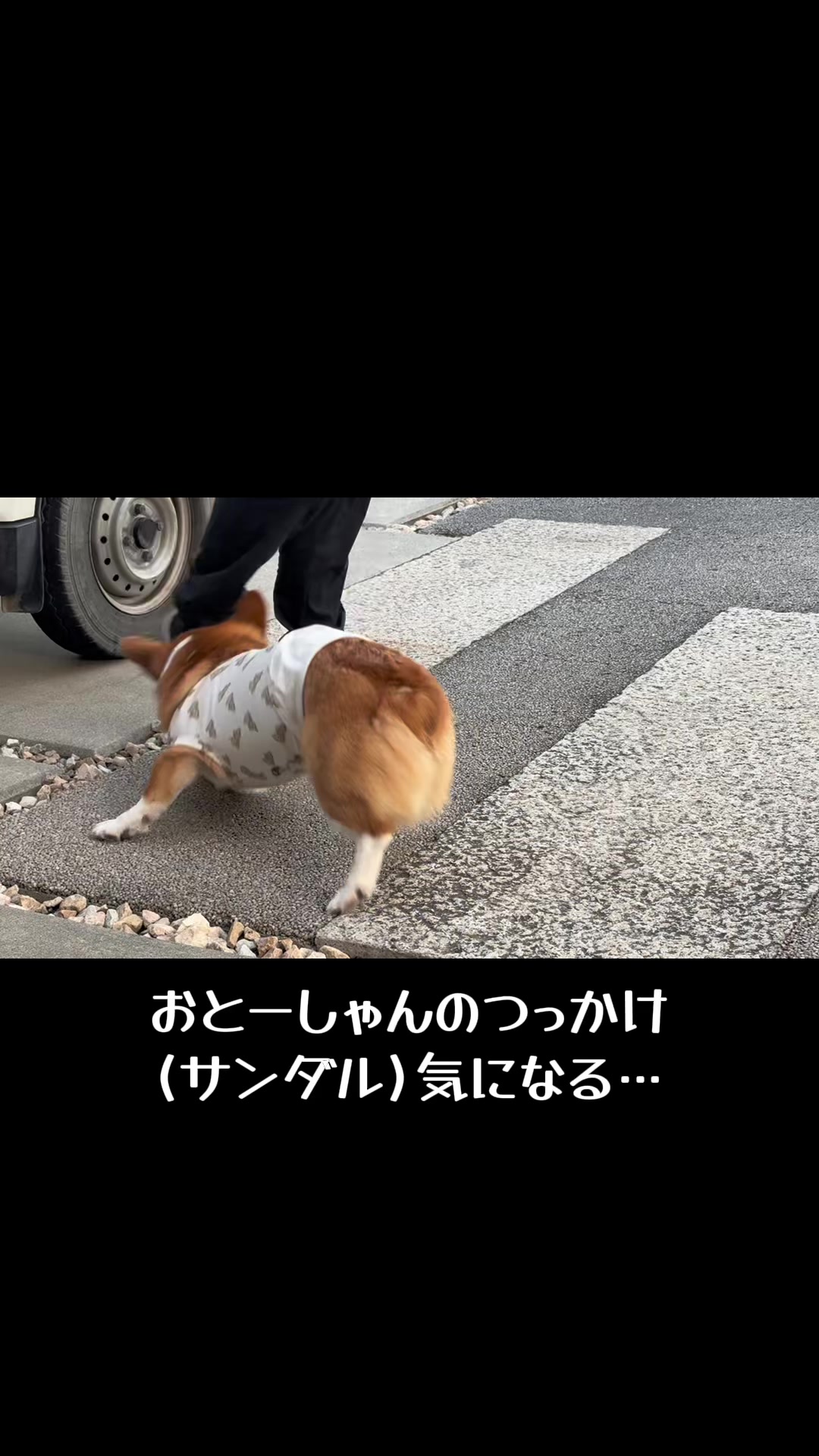 @みこぽん🌻🌻