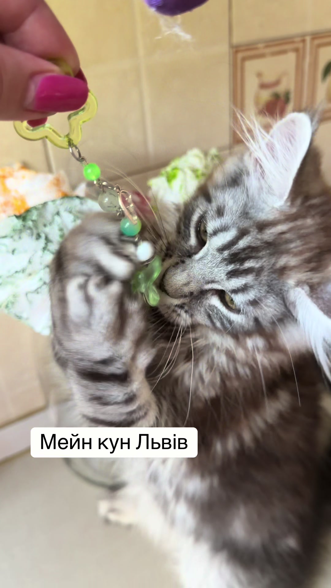 @PARAKENTOS*UA Maine coon