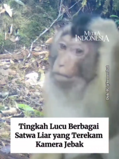 @mediaindonesia