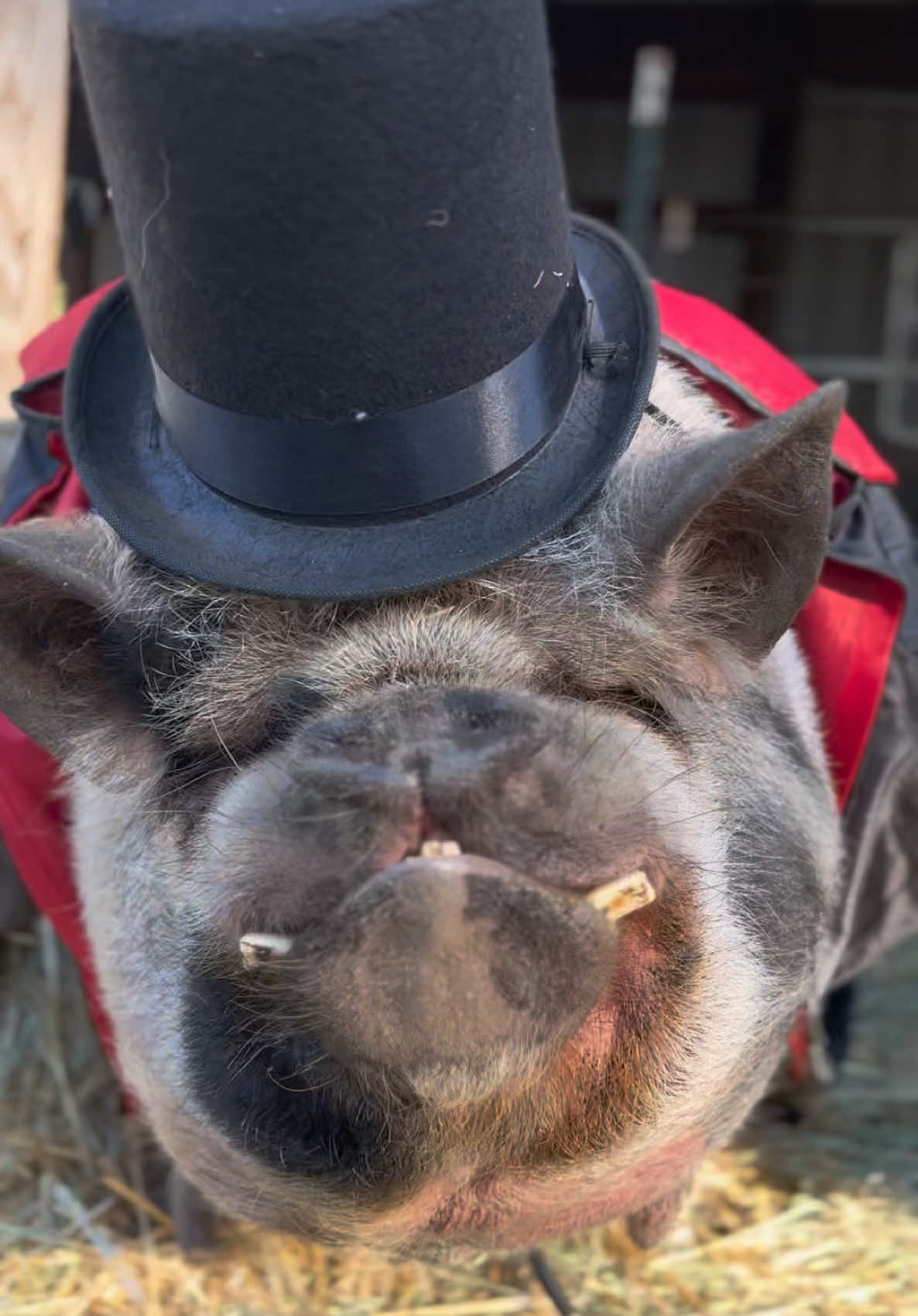 @thewinstonthepig