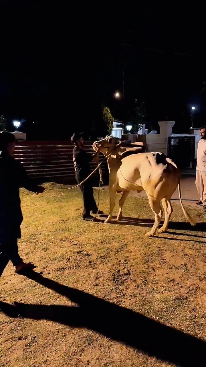 @Sheikh Amaan