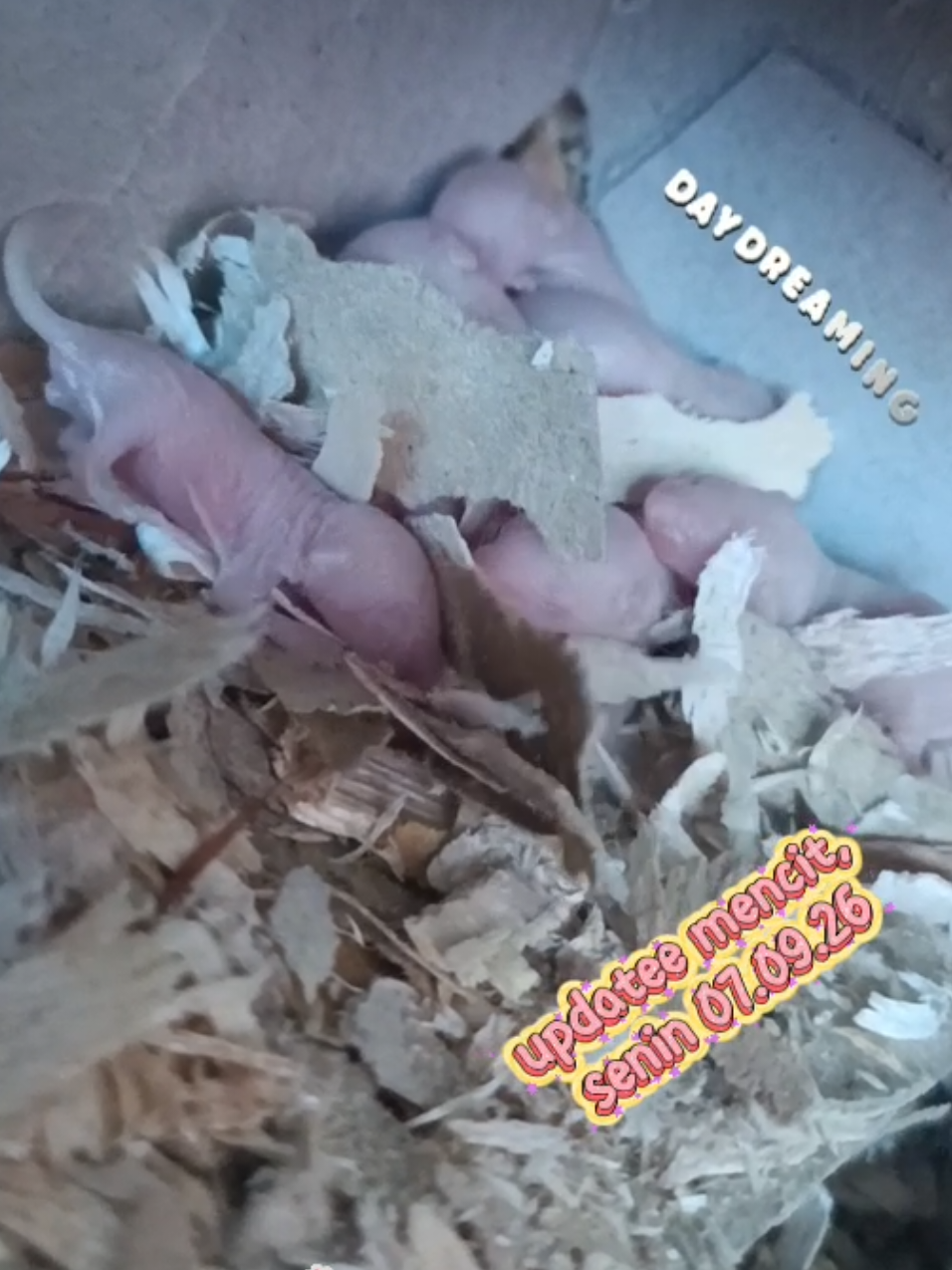 @sapijoko