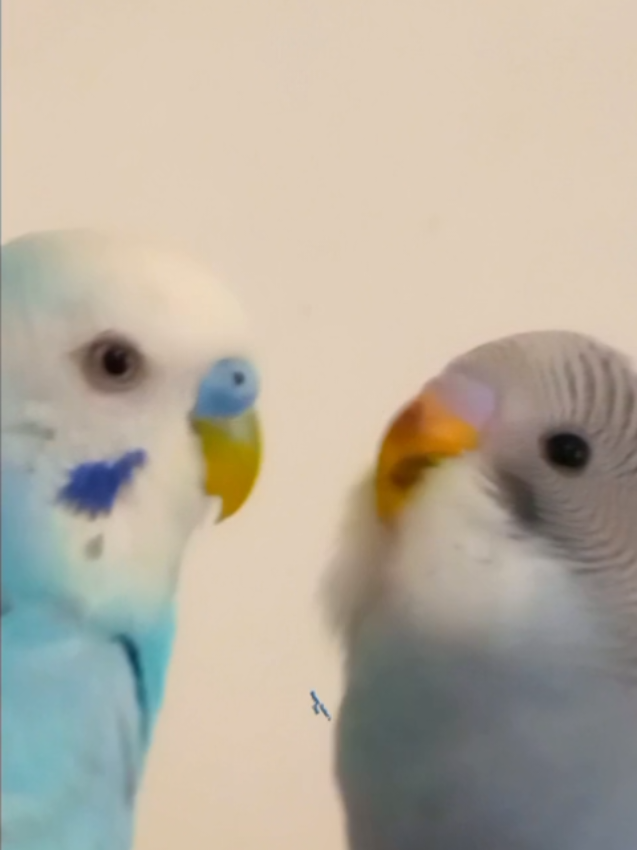 @Budgies108