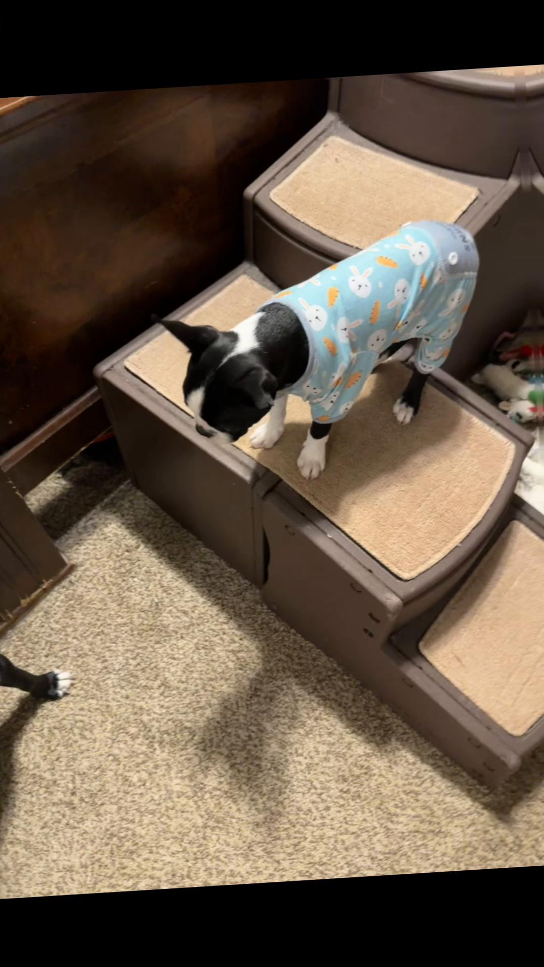 @bostonterrier7