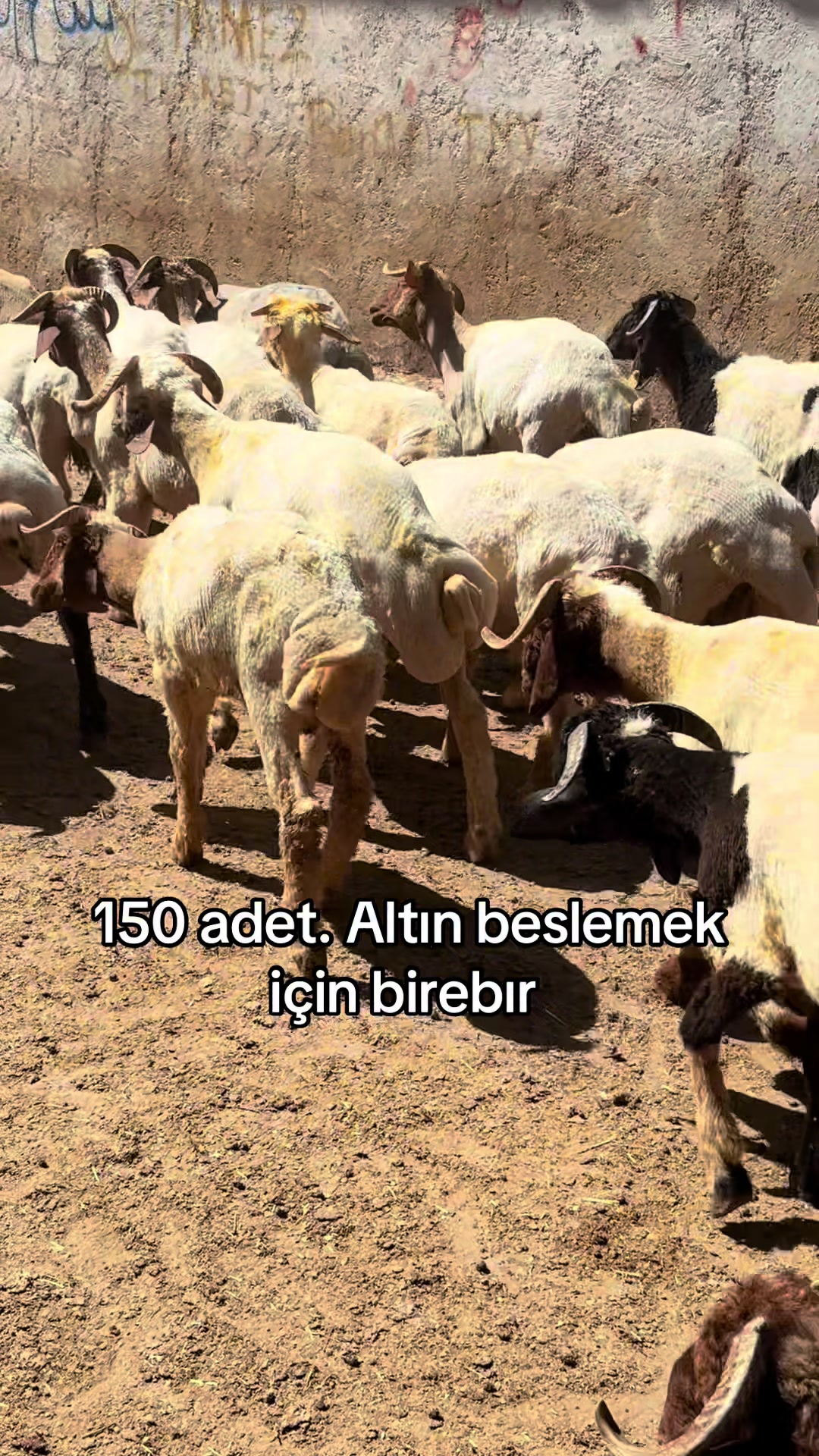 @Ahmet S&ouml;nmez