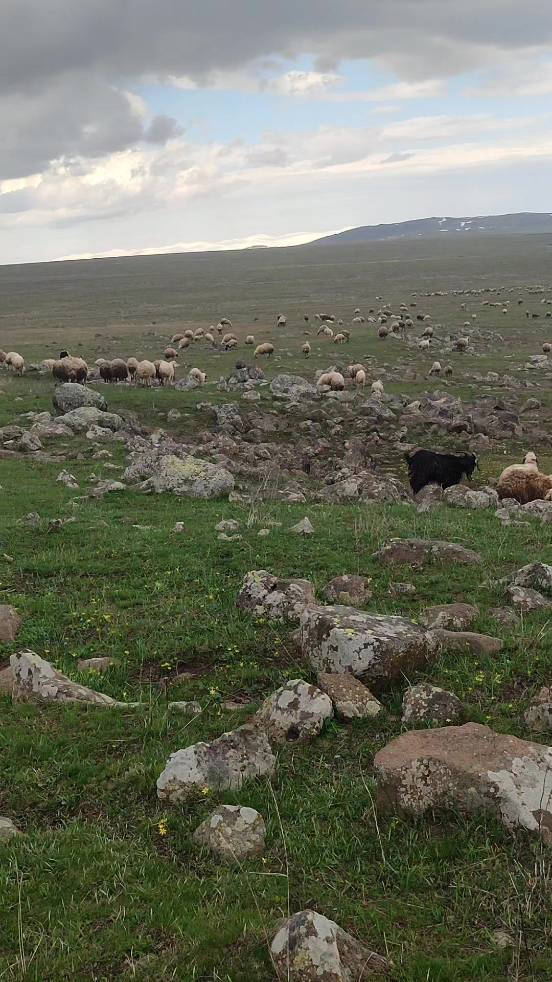 @koçköylü. bir genç