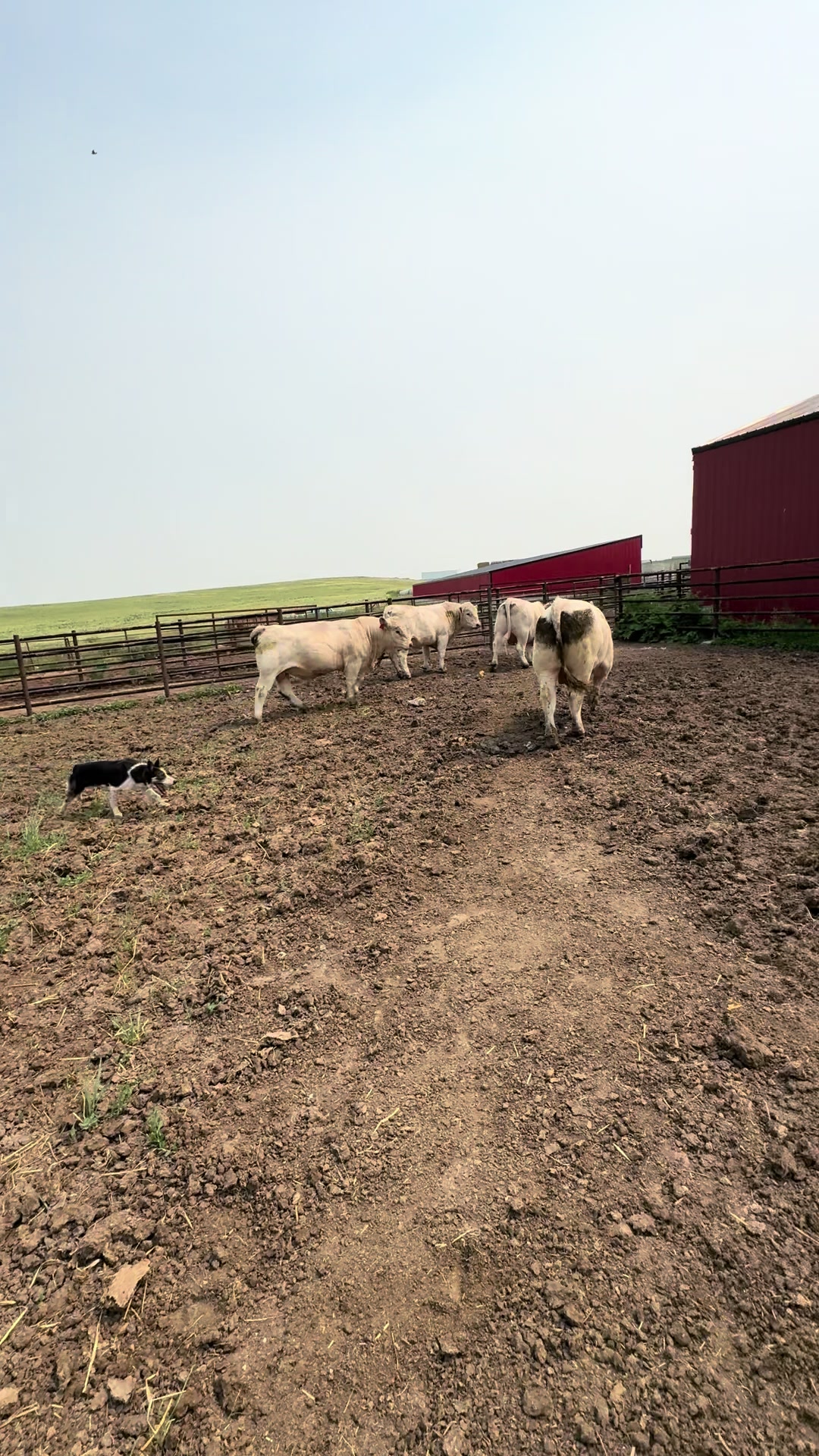 @Ducestockdogs&QuarterHorses