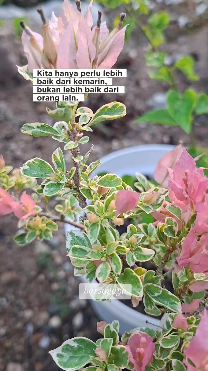 @bursagaya