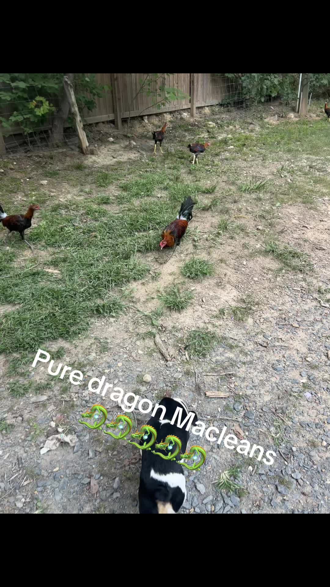 @Dragon game farm