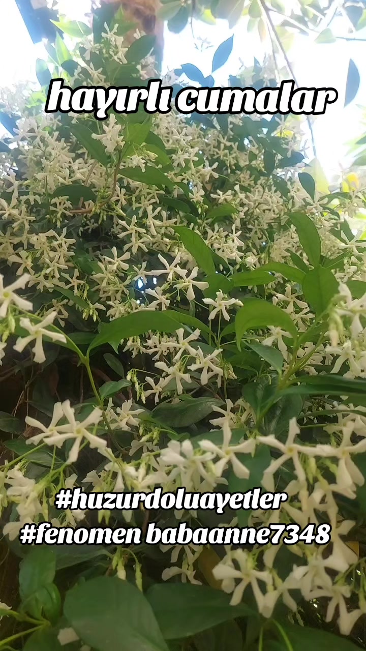 @Fenomenbuyukanne48