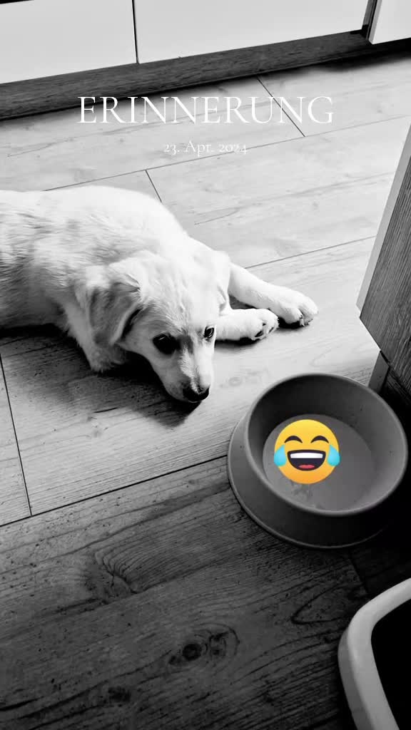 @Nicole🙋🏼♀️ mit 🐕Cora🐾🩷