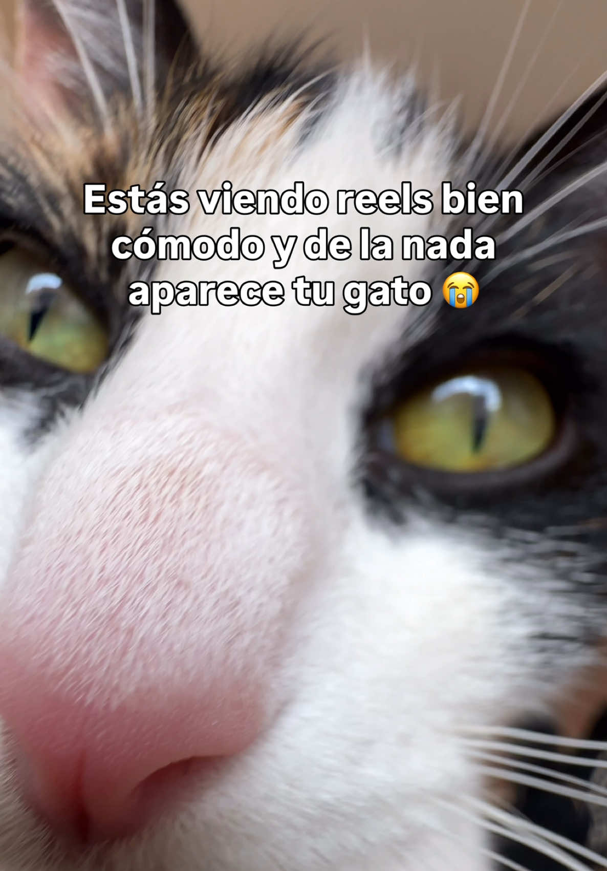@soyzatt
