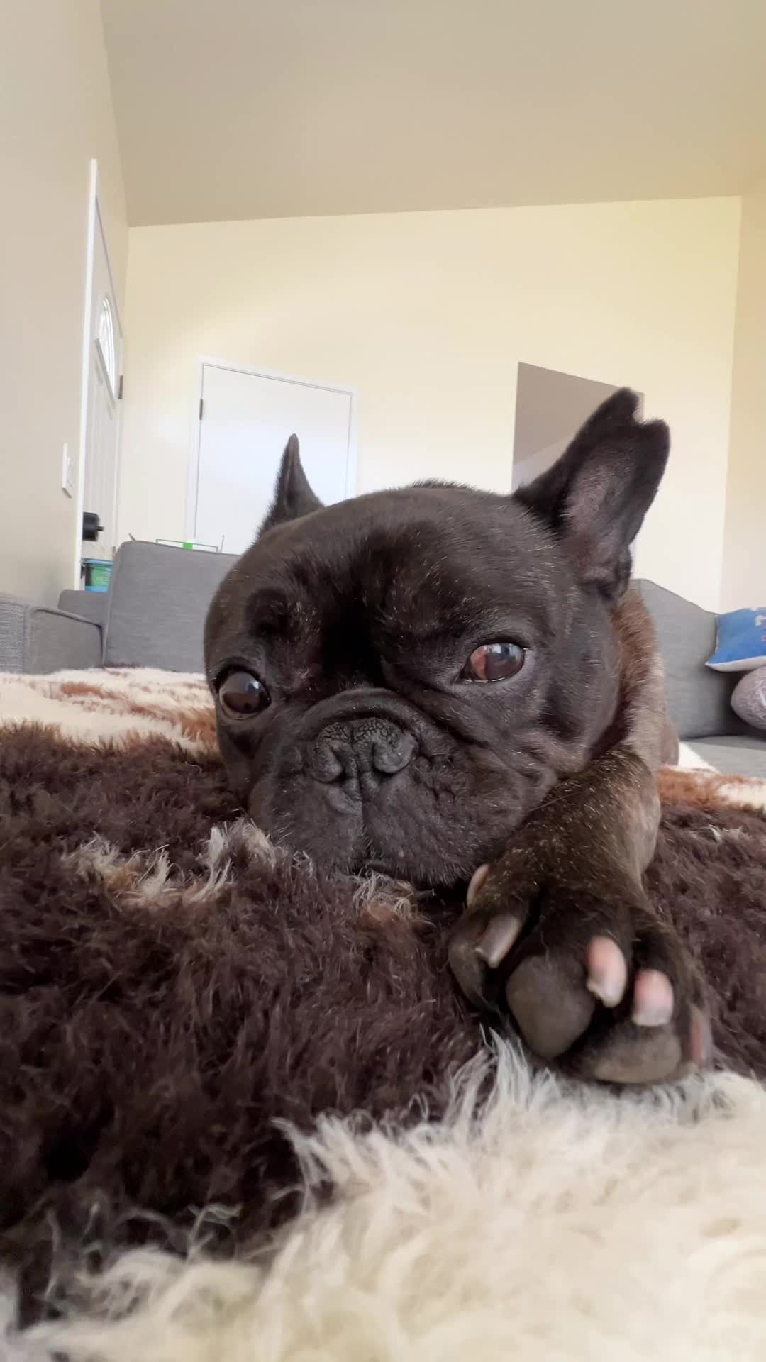 @Bruno the Frenchie