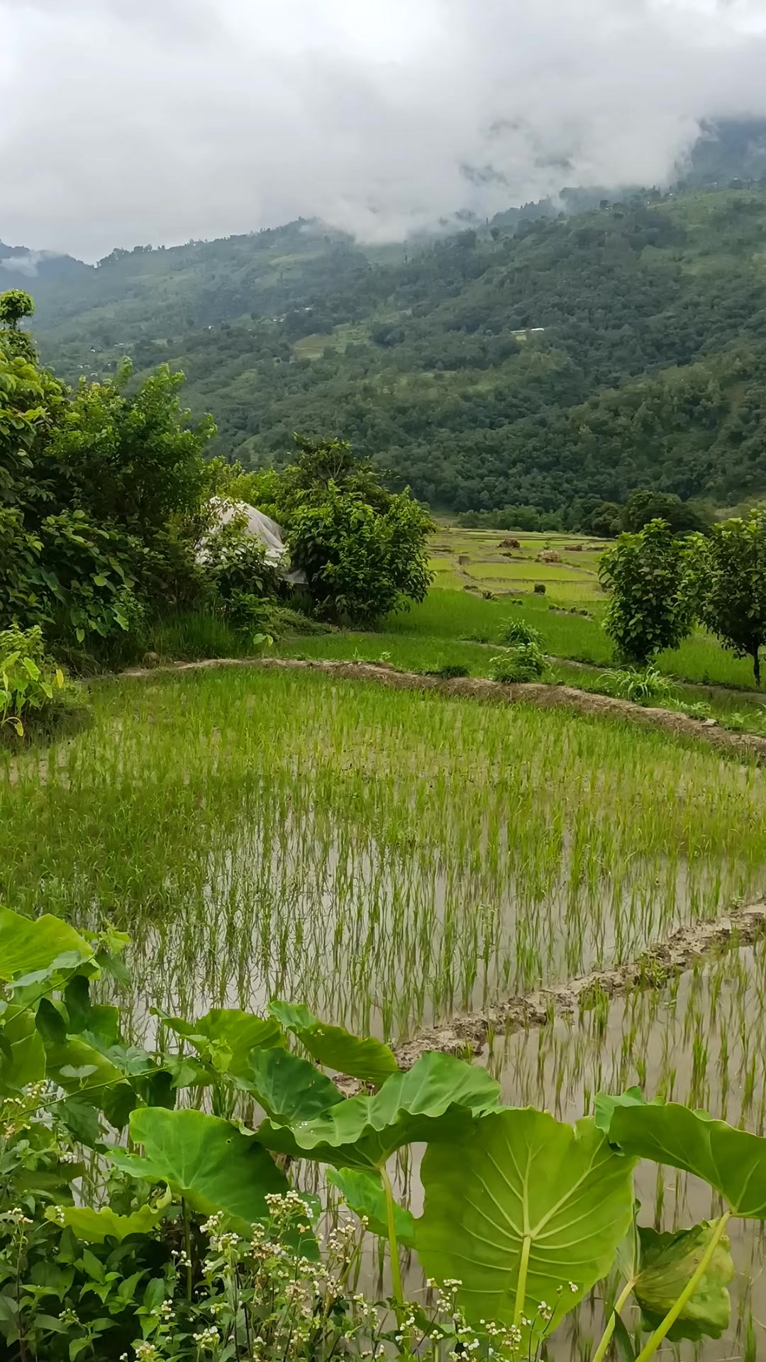 @hi_himalaya_nepal