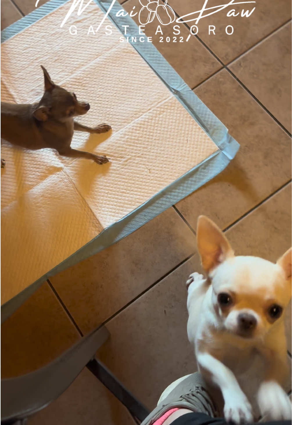 @MaiPaw